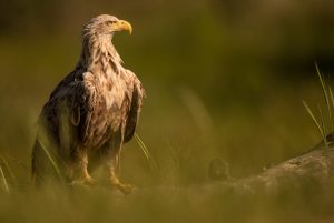 2695 Fotograf  Henning Bossen  -  White-tailed Eagle  